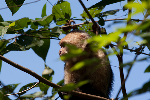 Monkey in Costa Rica