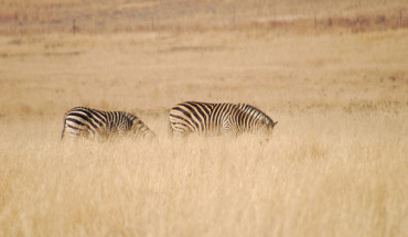 Safaris in Namibia