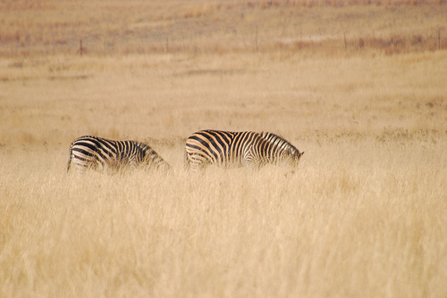 Safaris in Namibia