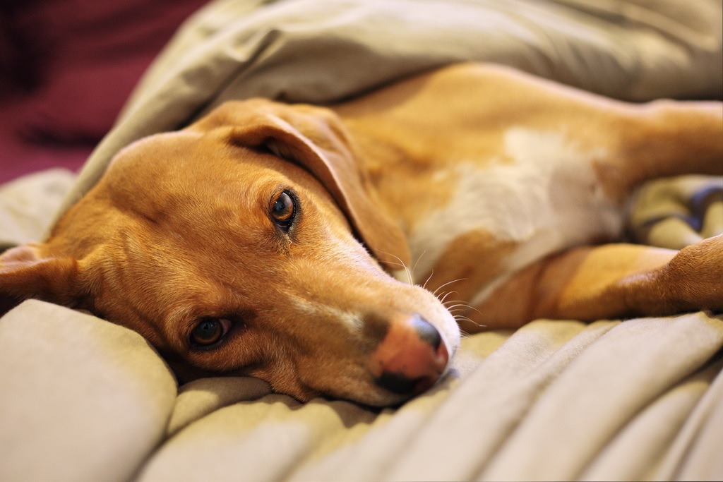 Selecting proper dog beds is important for the long term health of your pet