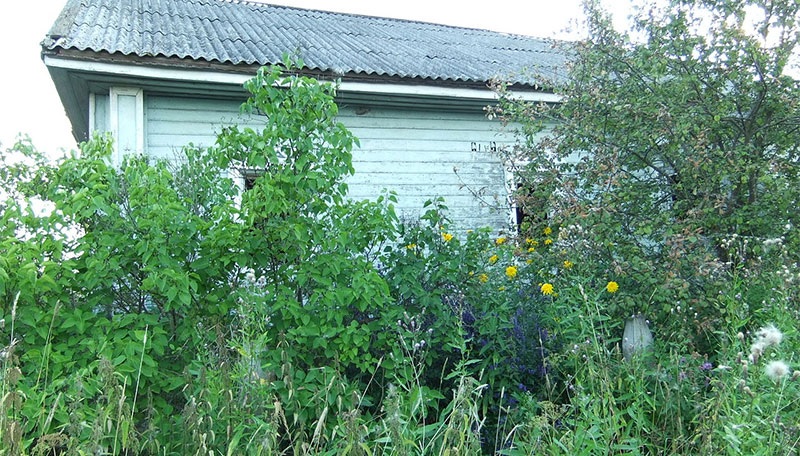 Knowing How to Reclaim a Wild Yard can bring your property back up to snuff