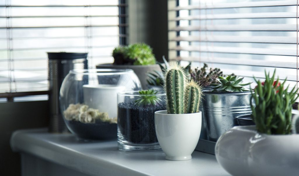 Benefits of Keeping Indoor Plants